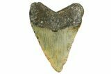 Fossil Megalodon Tooth - North Carolina #361719-2